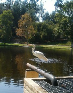 received_552513025110421-1