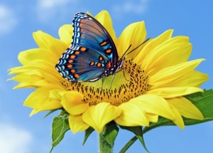 butterfly_flower_01_hd_pictures_166973